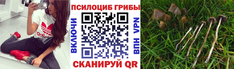 гидра вход  Керчь  Псилоцибиновые грибы Psilocybe 